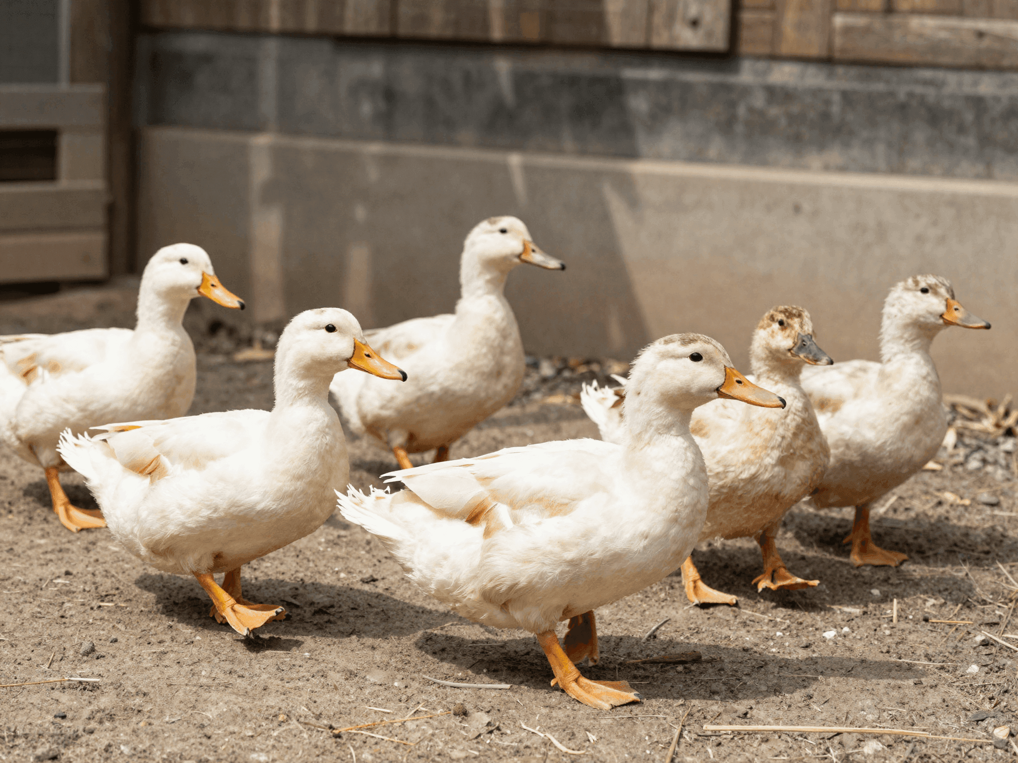 Anatre in cortile agricolo pulito con luce naturale
