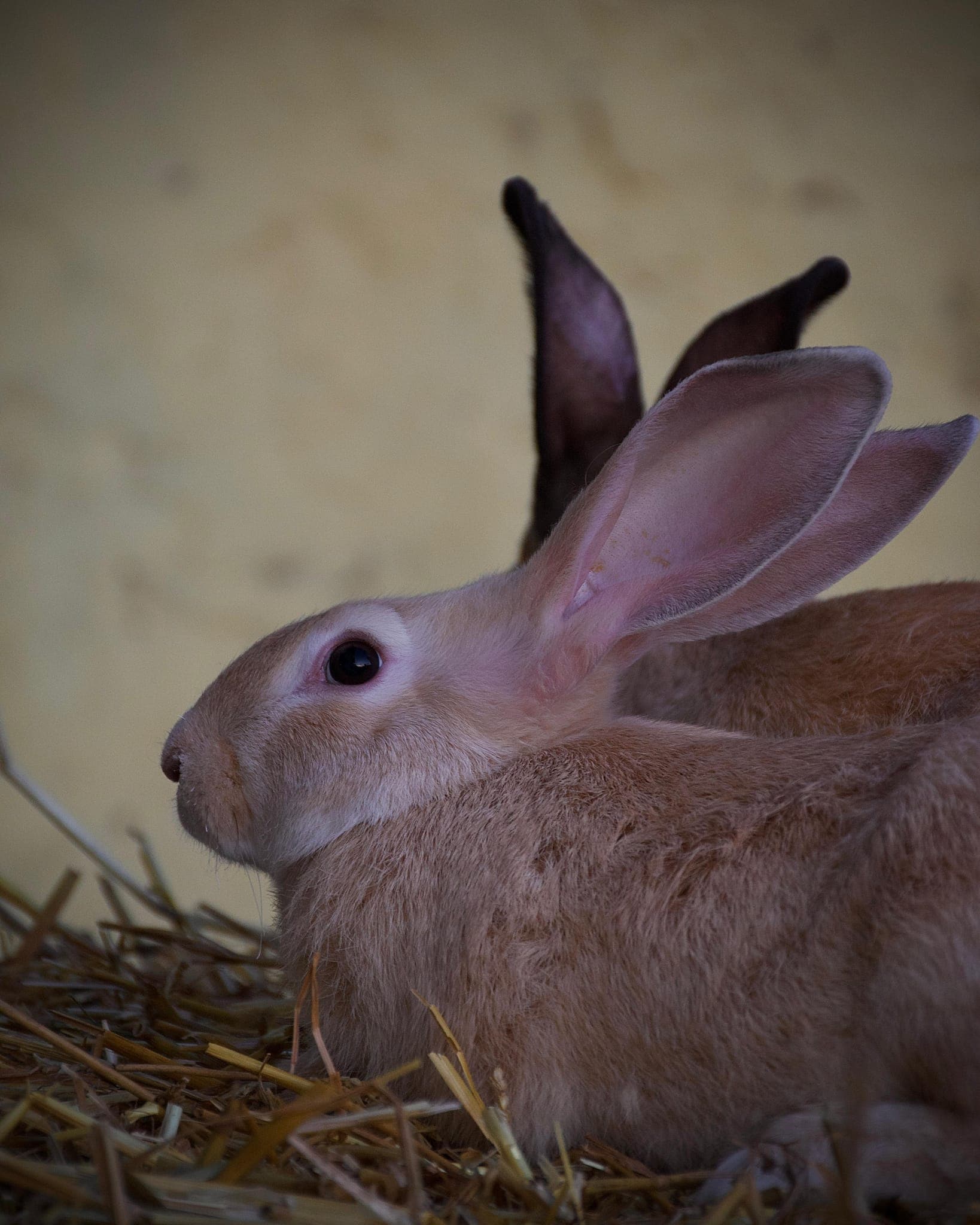 Foto allevamento AVPOL — immagine 6