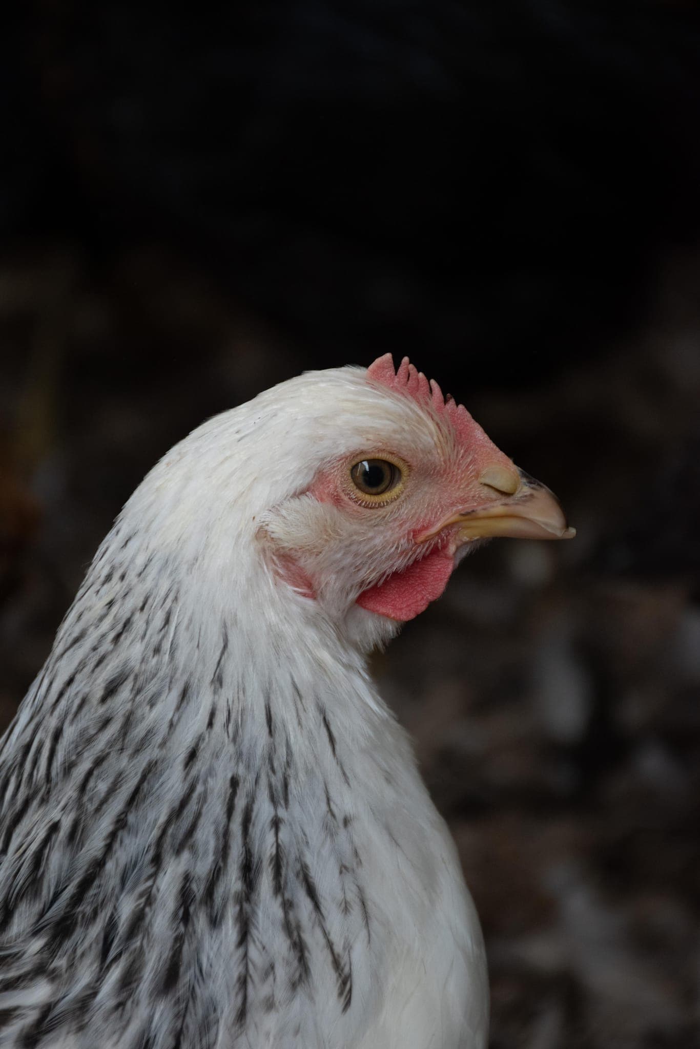 Volatili in ambiente agricolo curato
