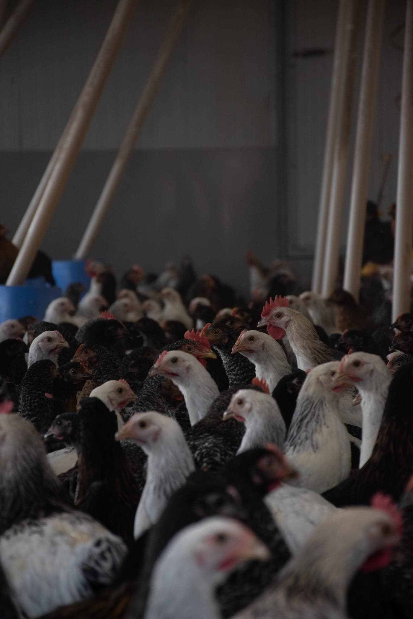 Galline bianche e nere in gruppo nell'allevamento