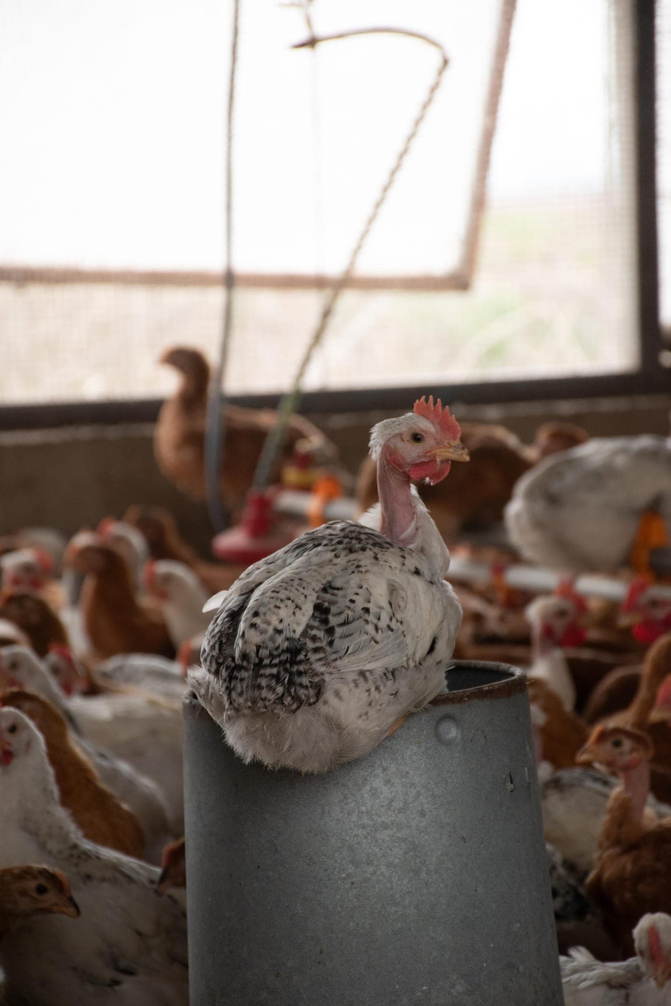 Gallina in un ambiente luminoso all'interno dell'allevamento AVPOL